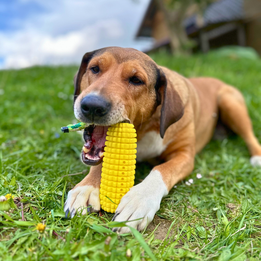 Squeaky Corn