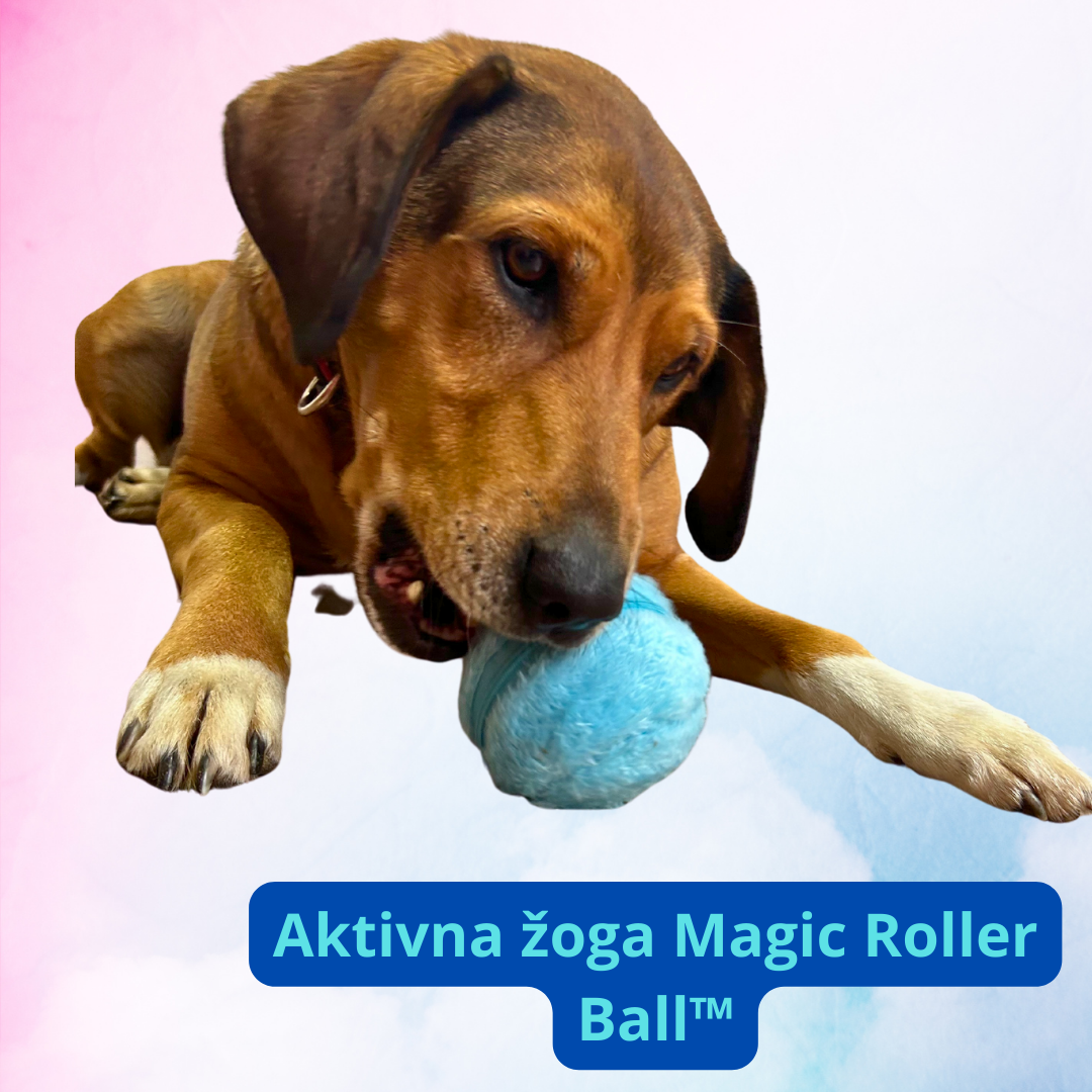 aktivna_zoga_za_pse