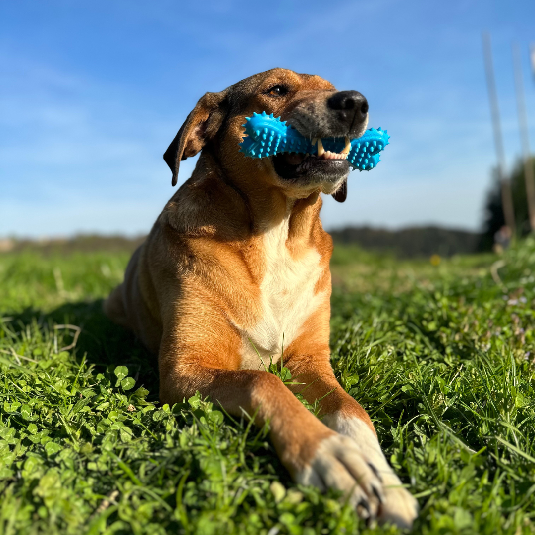 Dental Delight Bone