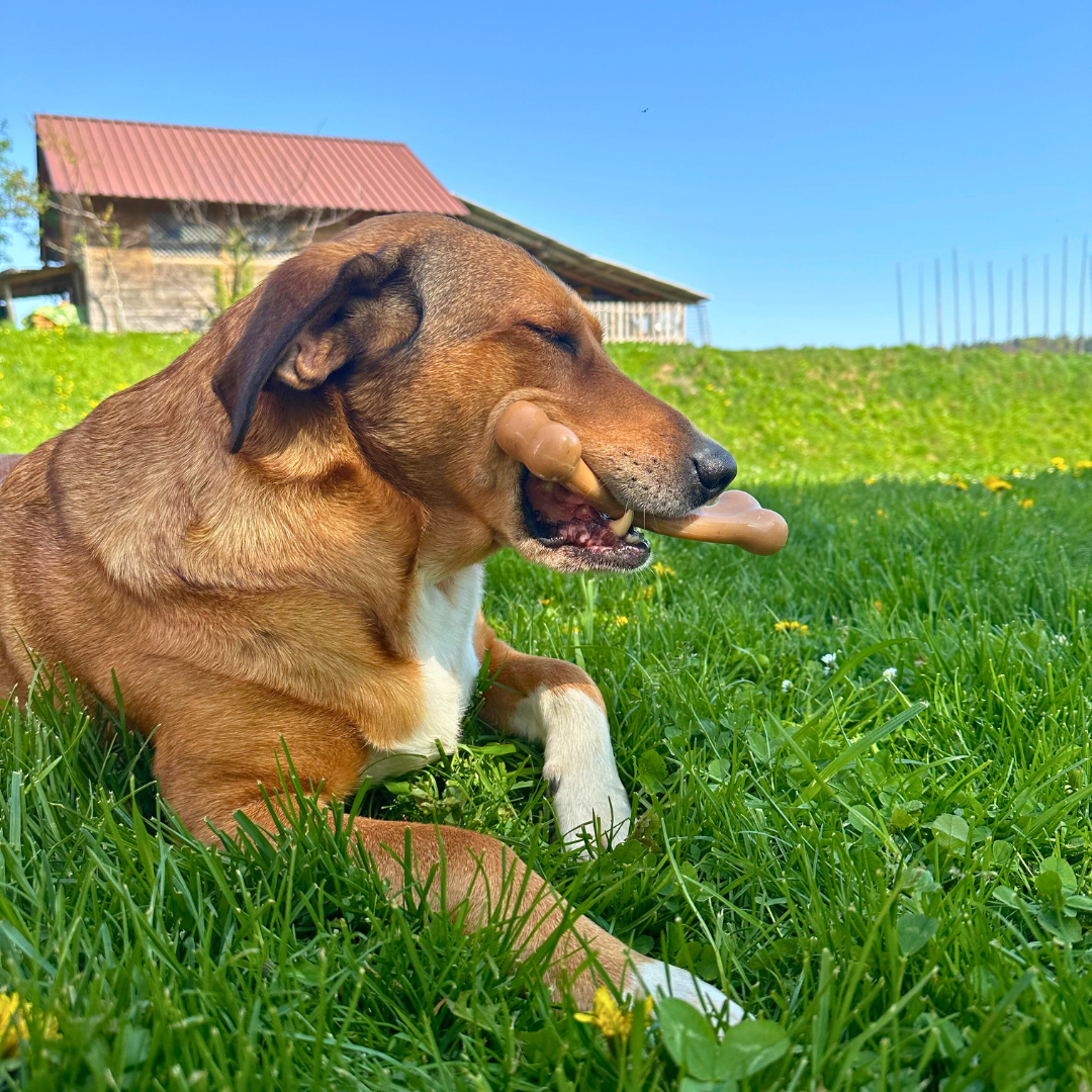 Bacon Chew Bone