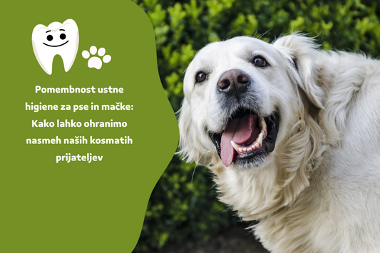Pomembnost ustne higiene za pse in mačke: Kako lahko ohranimo nasmeh naših kosmatih prijateljev
