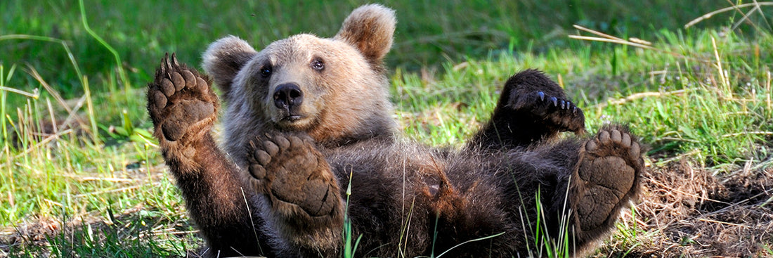 Pasje srečanje z medvedom (1. del) 🐻